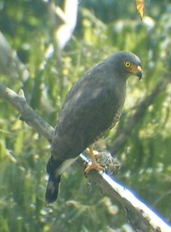 Gavil�n caminero o Roadside Hawk (Buteo magnirostris) atacante