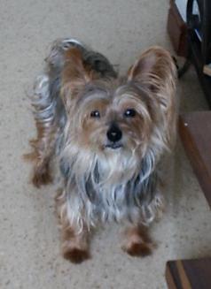 perro yorkshire (Lukas) atacado